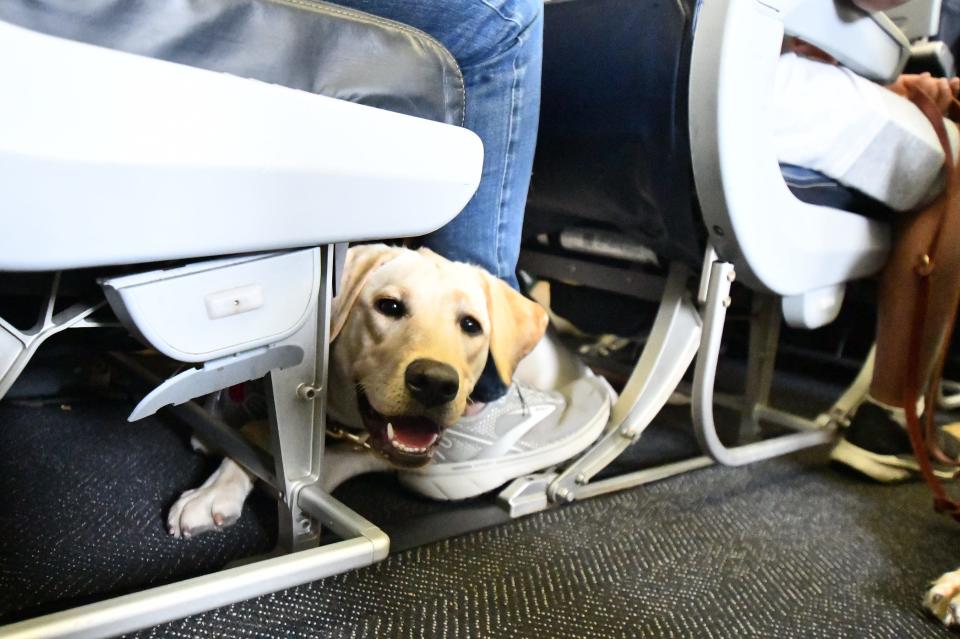 “It's a win for the dogs, who have the opportunity to get familiar with the checkpoint experience," said a TSA official.