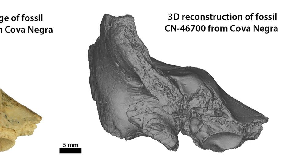 Examination of the fossil revealed abnormalities in the ear bone. -Mercedes Conde-Valverde/Julia Diez-Valero