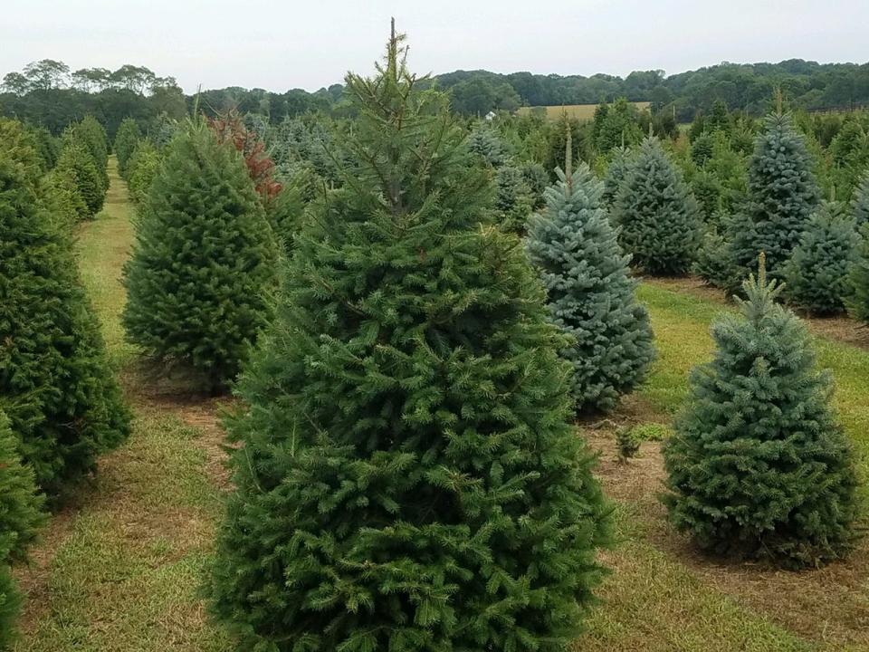 Hidden Pond Christmas Tree Farm in Mendham.