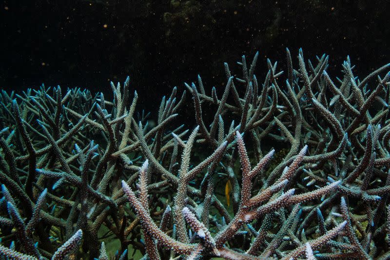 Branching staghorn coral grows on the Great Barrier Reef off the coast of Cairns, Australia