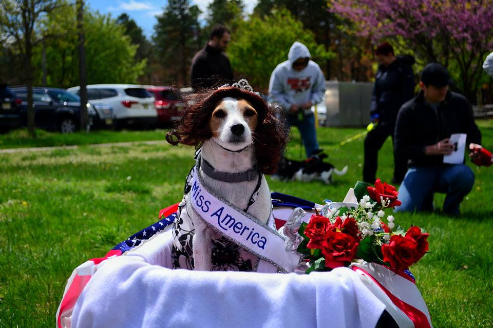 A furry supporter dressed up and ready for the Dog Costume Contest at last year’s Bark For Life of Central NJ. The event has been held for six consecutive years at Mannino Park, Old Bridge and is scheduled for Sunday, October 15, 2023.