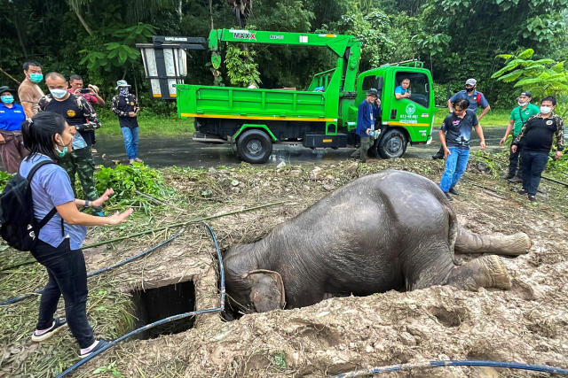 Baby elephant pulled from manhole in dramatic rescue