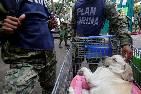 Navy officers take care of rescue dog Frida as she rests on a shopping cart after an earthquake in Mexico city, Mexico September 22, 2017. REUTERS/Jose Luis Gonzalez