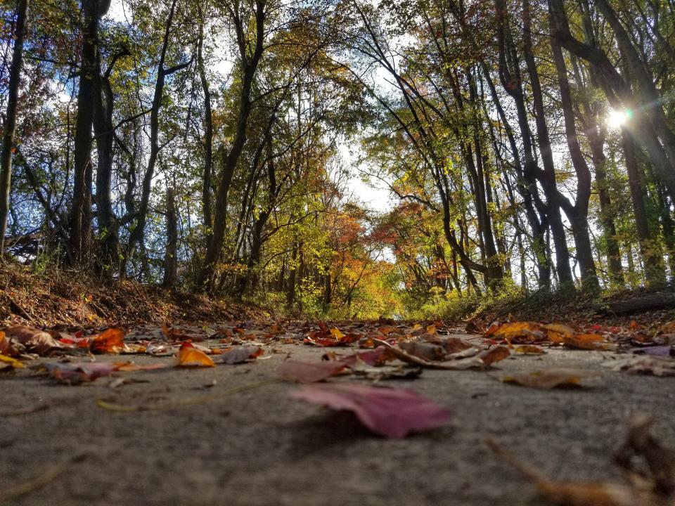 Colorful leaves dot the trail at White Clay Creek State Park in fall 2017.