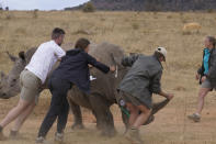 A sedated rhino is prepared to be tranquilized, before a hole is drilled into its horn and isotopes carefully inserted, at a rhino orphanage in the country's northern province of Limpopo, Tuesday, June 25, 2024. Researchers have started the final phase of a research project aimed at reducing rhino poaching by inserting radioisotopes into rhino horns to devalue one of the most highly trafficked wildlife commodities. (AP Photo/Denis Farrell)