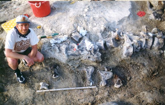 Photograph from the excavations in 1998, with the brachiosaur foot bones below a tail of a Camarasaurus. A University of Kansas expedition crew member is in there for scale.