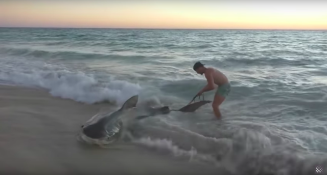 Teen WA fisherman reels in a giant 4.1-metre tiger shark