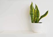 <p>Brighten up your environment with this <span>Live Snake Plant</span> ($13, originally $16). The vibrant green and yellow tones will make your space feel alive. It's fully rooted in a pot. It's around four to six inches tall. It's a great low-maintenance option. </p>