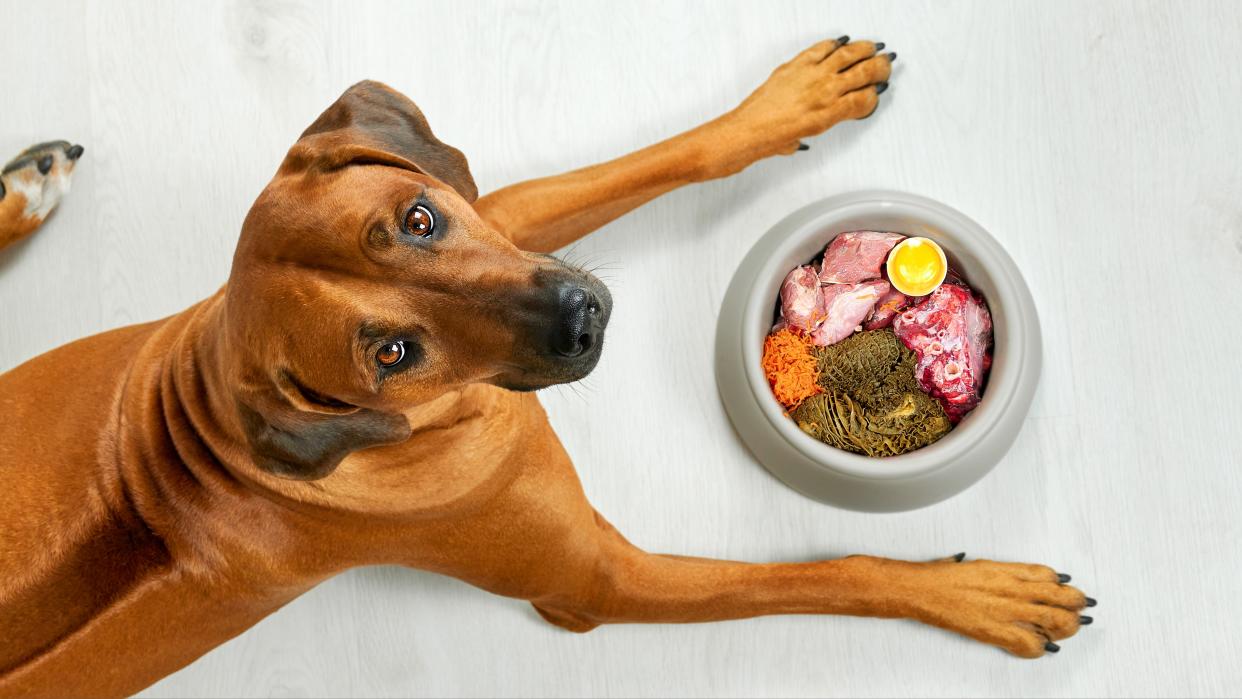  Brown dog lying near its bowl full of meat food looking at camera. 