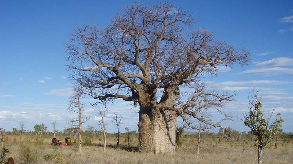 A boab tree with Indigenous markings on its right. 