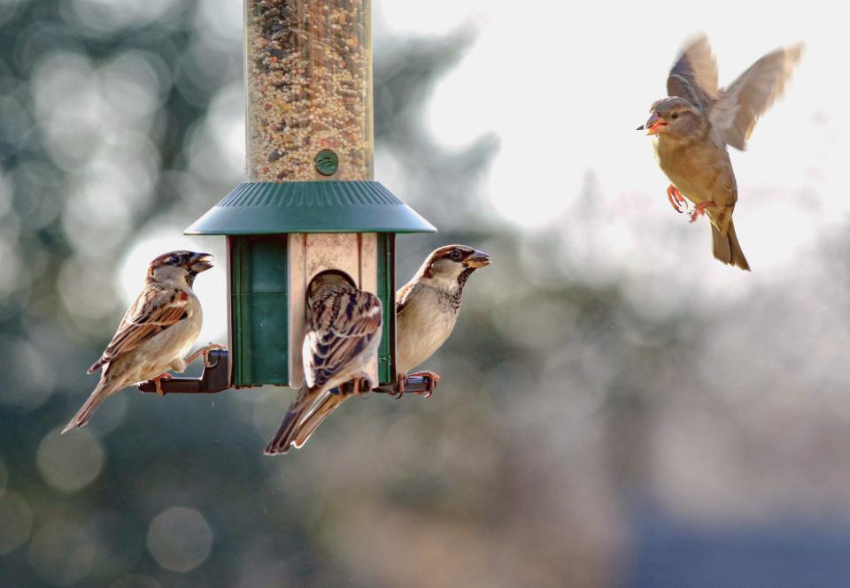 You should clean your bird feeders at least once a month.