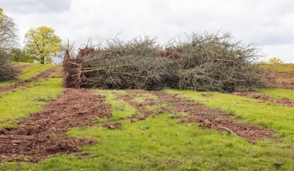 South Wales Argus: Heineken felled a 300-acre orchard in Monmouthshire