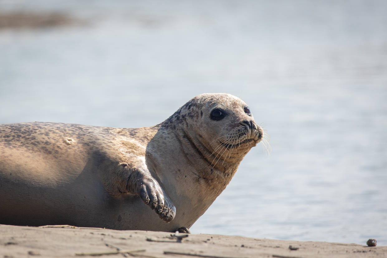 Harbour seal