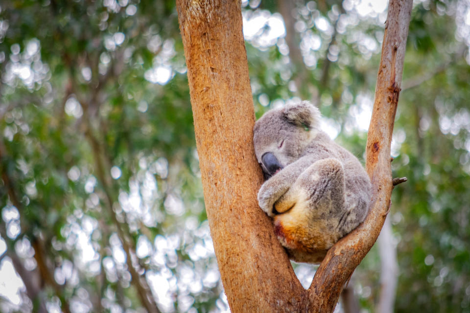 A stock photo of koala sleeping in a tree. 