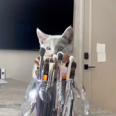 <p>Khloe Kardashian/Instagram</p> Khloe Kardashian's new kitten, Baby Kitty