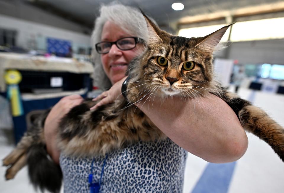 Gisele Duplessis of Southbridge carries her Maine coon cat Cavendish to the judging area.