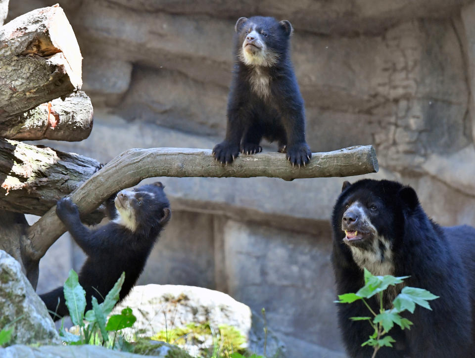 <p>Zwei junge Andenbären, die an Weihnachten 2017 auf die Welt gekommen sind, spielen im Zoo von Duisburg mit ihrer Mutter. (Bild: AP Photo/Martin Meissner) </p>