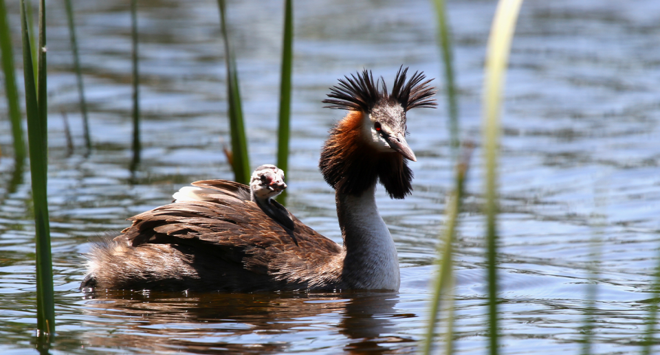 A pūteketeke on a lake.