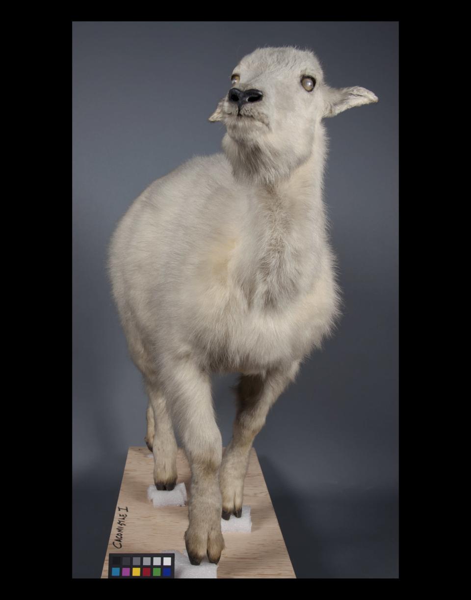 The mountain goat's aged eyes were the focus of their own extreme makeover.