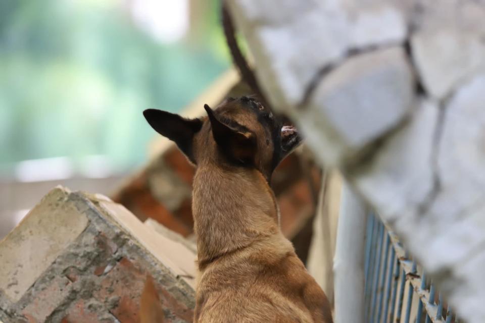 搜救犬模擬震災搜索。圖片來源：Ntfd-K9。