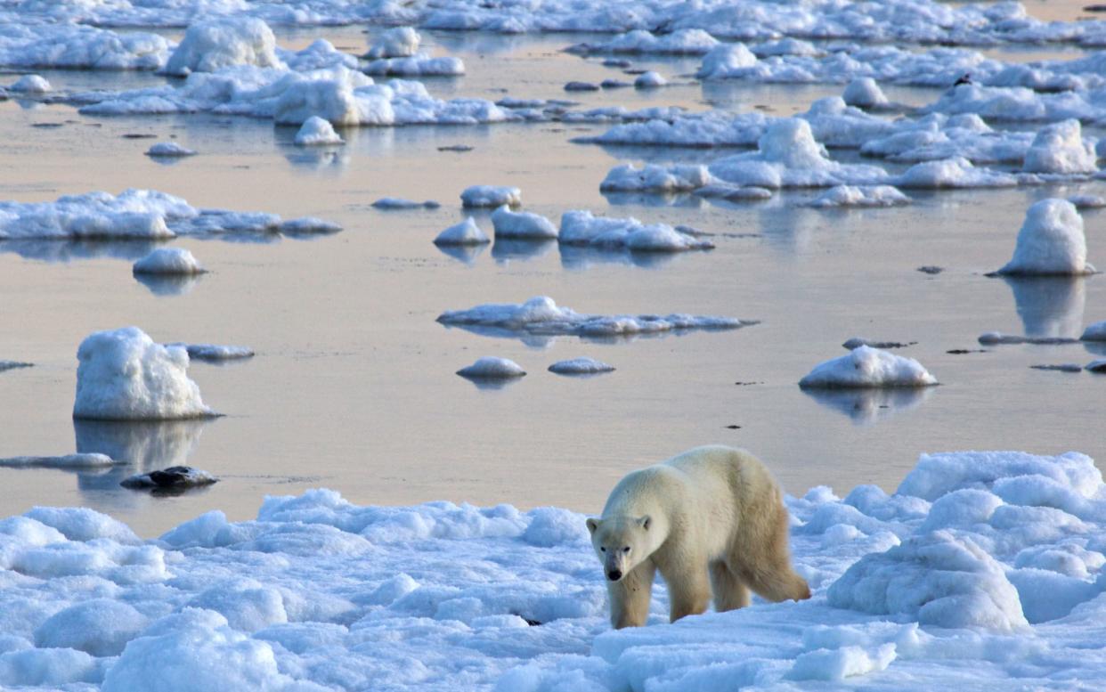 See polar bears in their natural habitat - © 2009 Andrew Castellano