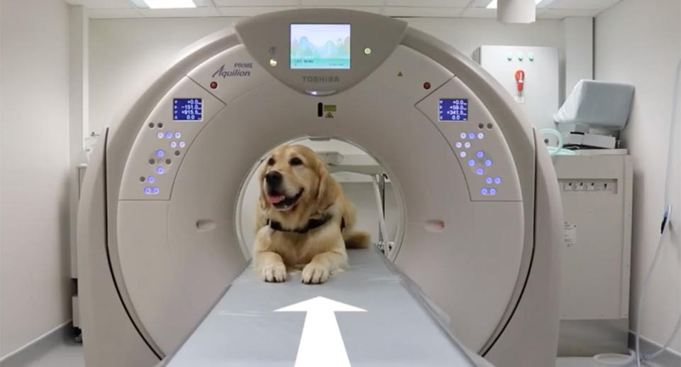 Leo the therapy dog at Southampton Children’s Hospital getting an x-ray.