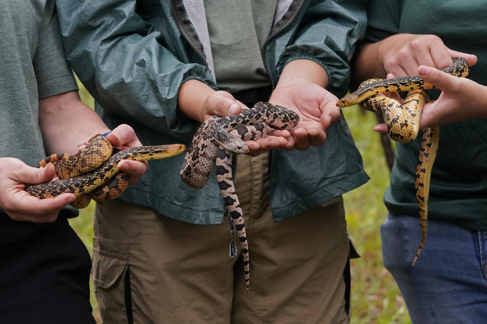 Biologists from the Memphis Zoo hold several Louisiana pine snakes to demonstrate their color variations, during the release of several of about 100 of the snakes, which are a threatened species, in Kisatchie National Forest, La., Friday, May 5, 2023. (AP Photo/Gerald Herbert)