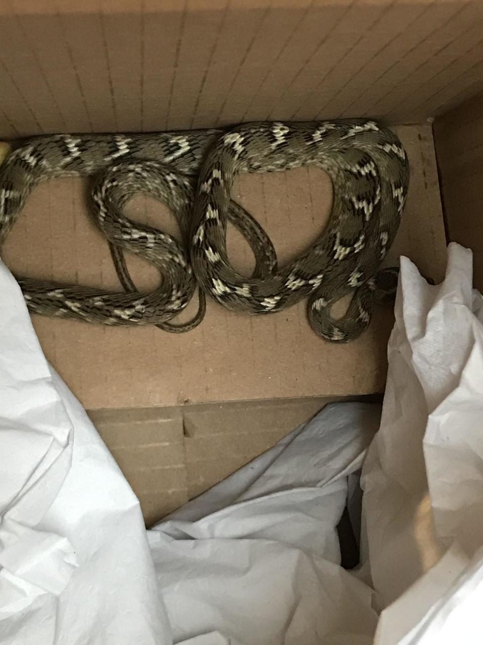 The snake found in Essex