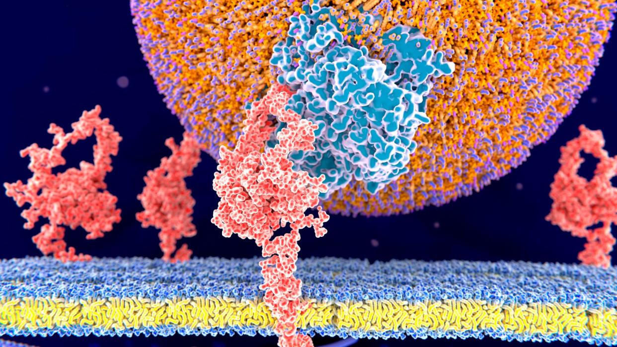  Illustration shows a large orb (LDL) bound to a protein on the surface of a cell. 