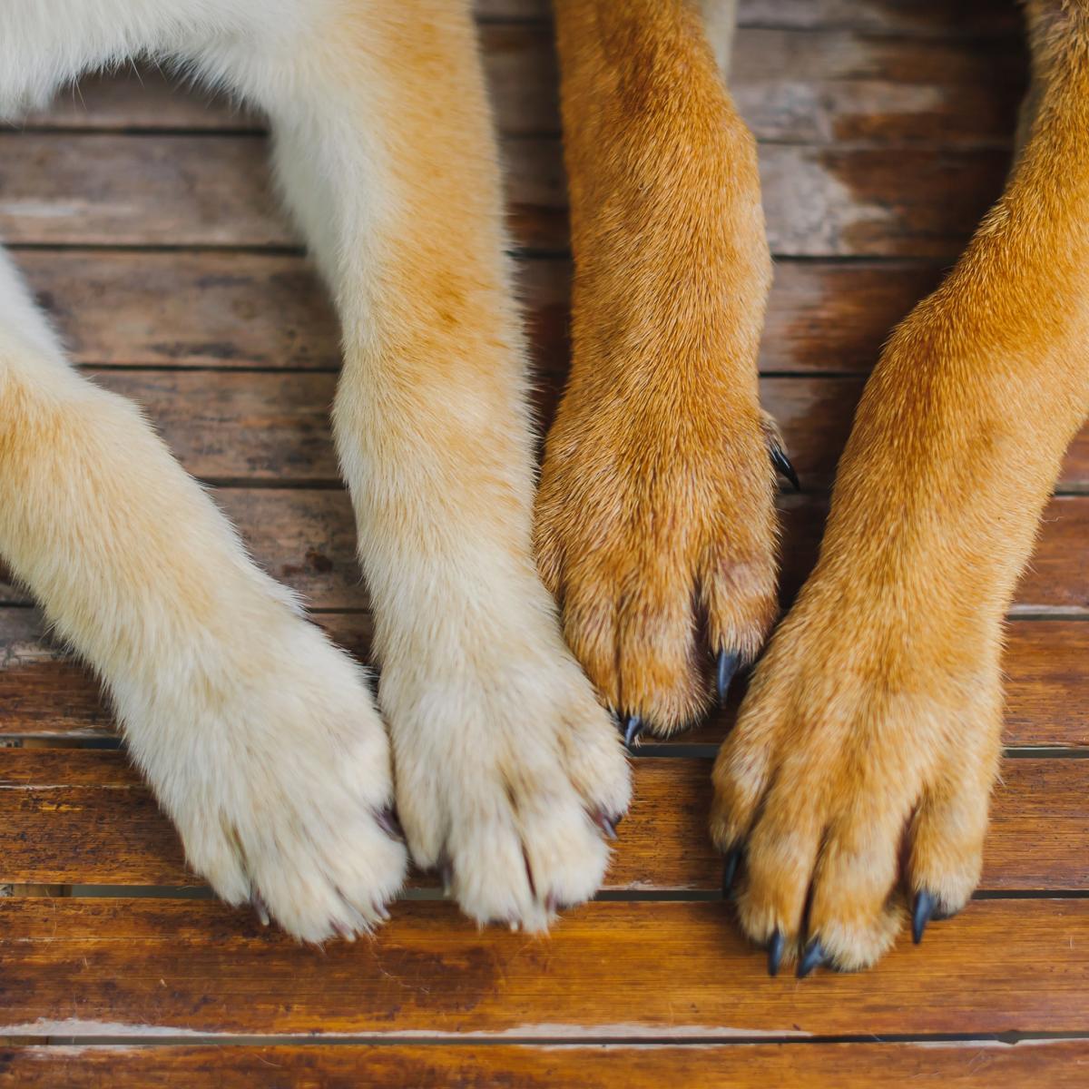is it bad if dogs bite their nails