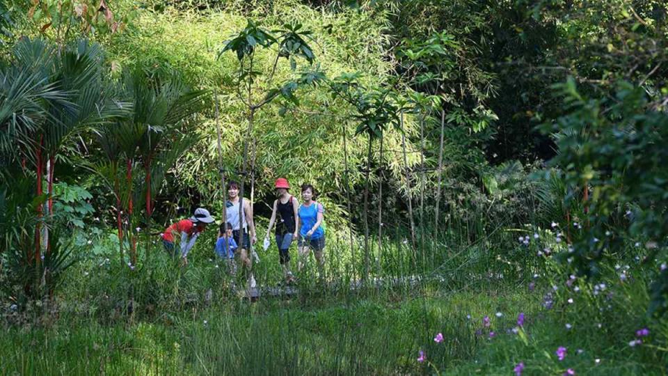 best hiking trail in singapore - nature walks tours greenery hero