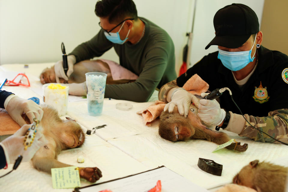 Department of National Parks personnel make identification tattoos on monkeys before a sterilization procedure due to the increase of the macaques population in the urban area and the tourist spots of the city of Lopburi, in Thailand June 22, 2020. Picture taken June 22, 2020. REUTERS/Jorge Silva