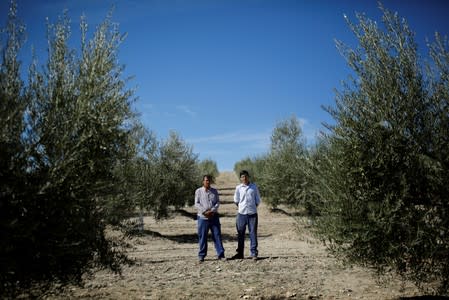 Olive pickers Pablo Casado, 53, and his son Sergio Casado, 24, poses for a portrait in an olive grove in Porcuna, southern Spain