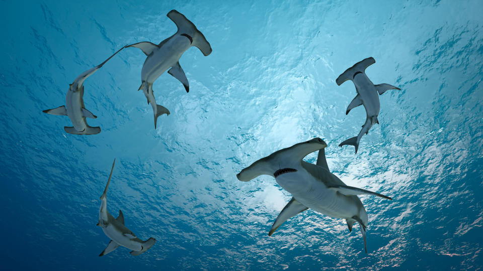 Five hammerhead sharks swimming in the ocean against a backdrop of the water's surface