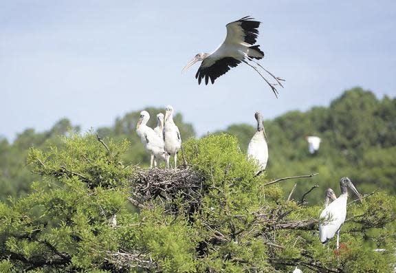 An American wood stork flies over the bird colony within the Harris Neck National Wildlife Refuge.