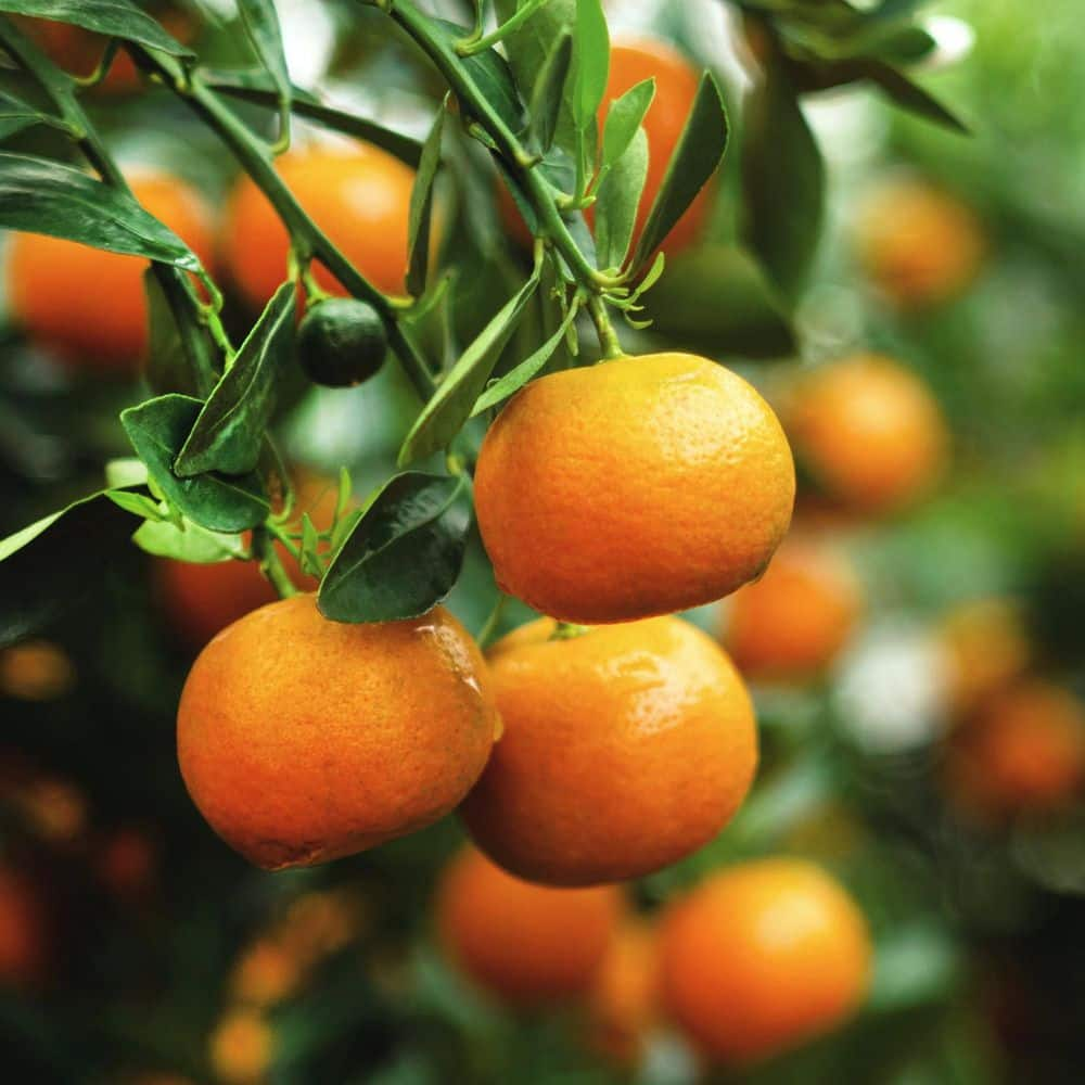 <p><a href="https://go.redirectingat.com?id=74968X1596630&url=https%3A%2F%2Fwww.homedepot.com%2Fp%2FAlder-Oak-3-Gal-Mandarin-Clementine-Evergreen-Semi-Dwarf-Tree-CLMB03%2F323300532&sref=https%3A%2F%2Fwww.veranda.com%2Foutdoor-garden%2Fg40992048%2Fbest-fruit-trees-to-grow-in-garden%2F" rel="nofollow noopener" target="_blank" data-ylk="slk:Shop Now;elm:context_link;itc:0;sec:content-canvas" class="link rapid-noclick-resp">Shop Now</a></p><p>Mandarin Orange Tree</p><p>homedepot.com</p><p>$79.99</p><span class="copyright">Home Depot</span>