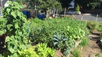 Hope Blooms shares garden plots with new neighbours from Syria