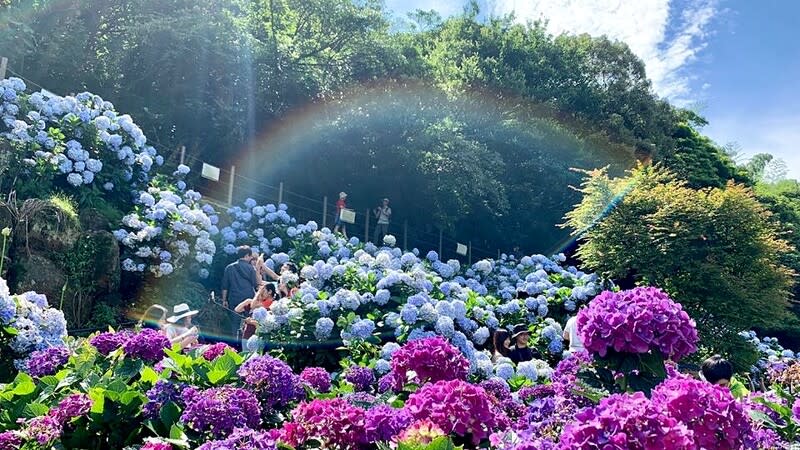 占地破萬坪的「高家繡球花田第三園區」坐擁上千萬朵繡球花爭相綻放