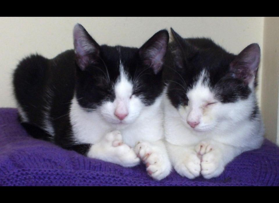 Undated Cats Protection handout photo of 4-month-old polydactyl kittens named Fred (left) and Ned (right), currently in the care of Cats Protection, Gosport Town Branch in the United Kingdom. They will shortly be going to their new home once they've been neutered. Ned has an extra eight digits, while his brother Fred has 10 more than the usual 18, making a total of 54 digits between them. 