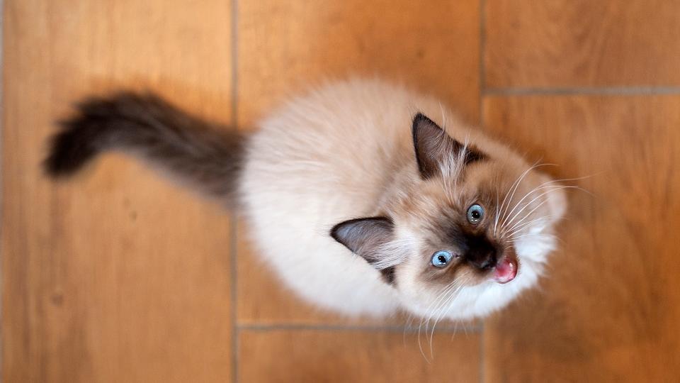 Ragdoll cat meowing