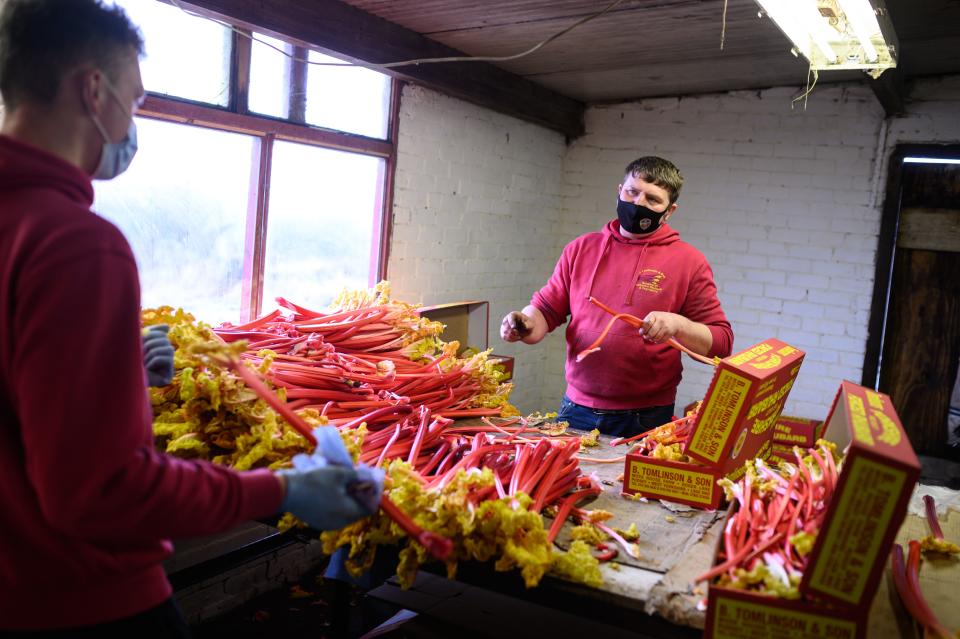 Farmer Robert Tomlinson (R) grades and packs forced rhubarb, which was harvested by candlelight, on his farm in Pudsey, near Leeds in northern England on February 5, 2021. - Tomlinson's Farm falls within the 'Rhubarb Triangle', the area defined between the three cities of Leeds, Wakefield and Bradford, which is synonymous with the commercial growing of forced rhubarb since the 1870s. The rhubarb is grown in dark, heated sheds and harvested by candlelight to prevent the plant from producing chlorophyll, which preserves its colour and make the rhubarb sweeter and more tender. (Photo by OLI SCARFF / AFP) (Photo by OLI SCARFF/AFP via Getty Images)