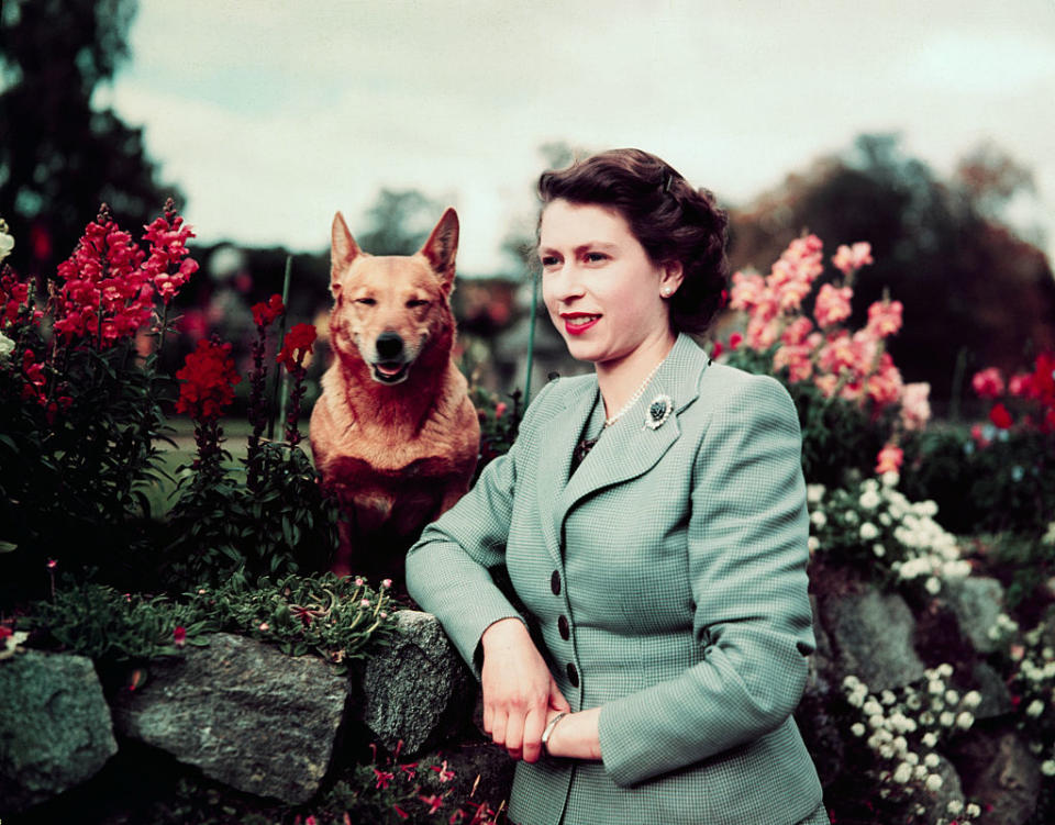 <p>Die junge Queen Elizabeth II mit einem ihrer Corgis im Jahr 1952 im Garten von Balmoral Castle. </p>