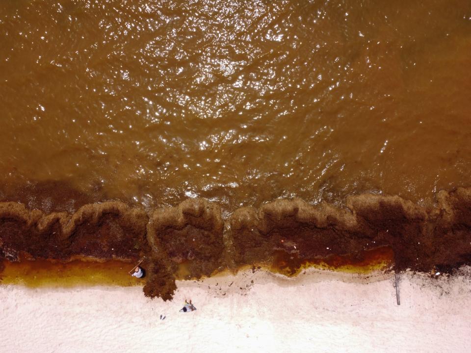 Workers removing seaweed from a beach in Mexico where the water is brown.