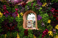 <p>Marcel “Le Corgi” perches his paws on a display at the Royal Horticultural Society’s Chelsea Flower show in London, Britain, May 22, 2017. (Photo: Dylan Martinez/Reuters) </p>