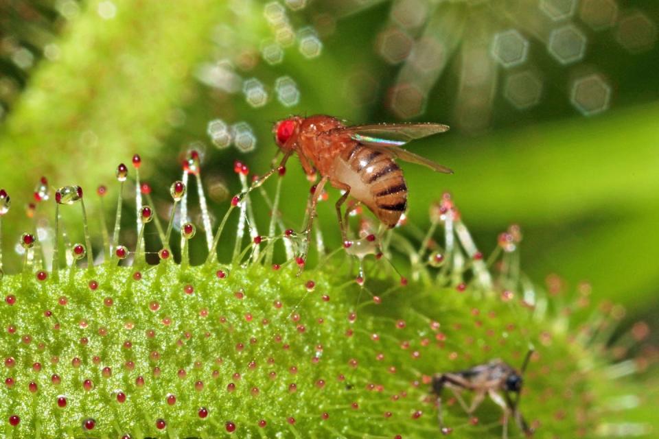 La mouche drosophile est très utilisée dans les laboratoires de recherche, et notamment en génétique. Elle sert de modèle pour analyser aux niveaux moléculaires et cellulaires de nombreux processus développementaux et physiologiques, comme l’horloge interne ou le système immunitaire. <a href="https://www.flickr.com/photos/42200412@N03/15022387556/" rel="nofollow noopener" target="_blank" data-ylk="slk:Géry Parent, Flickr;elm:context_link;itc:0;sec:content-canvas" class="link ">Géry Parent, Flickr</a>, <a href="http://creativecommons.org/licenses/by-nd/4.0/" rel="nofollow noopener" target="_blank" data-ylk="slk:CC BY-ND;elm:context_link;itc:0;sec:content-canvas" class="link ">CC BY-ND</a>