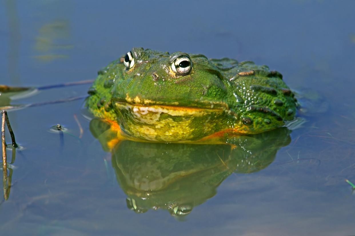 Giant Bullfrogs