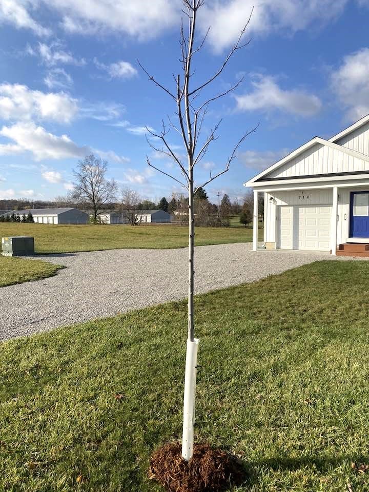 Fifteen trees were planted this month at Manitou Beach as part of a Consumers Energy grant program. The Manitou Beach Historic Renovation Society has received grants for the past 11 years to place trees throughout the lake resort area. Blissfield also was a recipient of funding through the utility company's Community Street and Boulevard Tree Planting grant program.