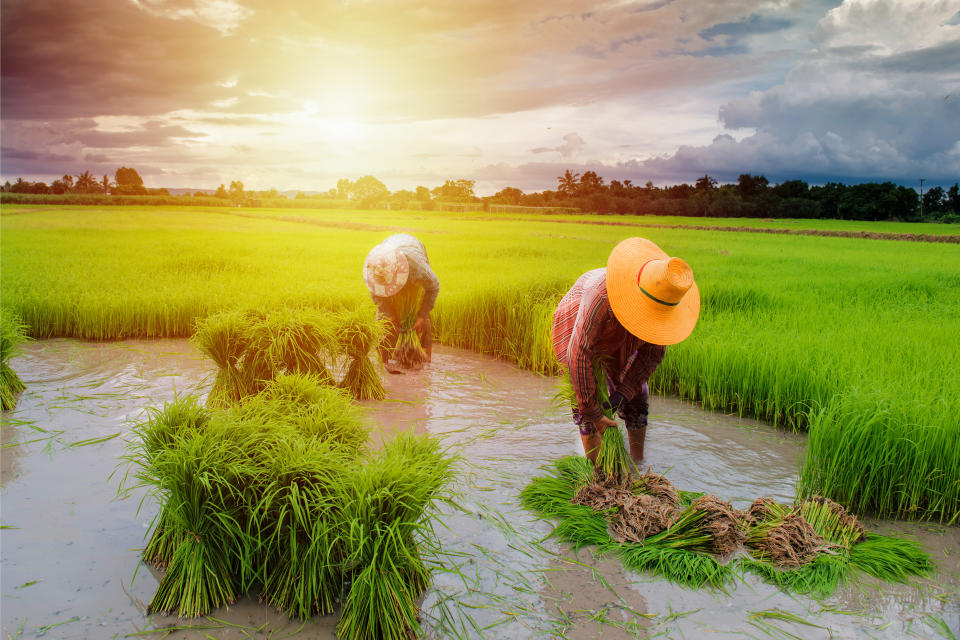 farmer planting rice in farm, Thai traditional plantation