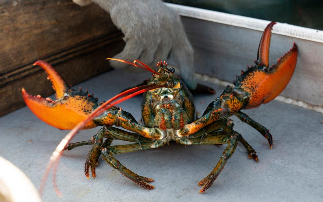 China suggests Maine lobster shipment caused Covid pandemic in latest attempt to shift blame onto US - Robert F. Bukaty /AP