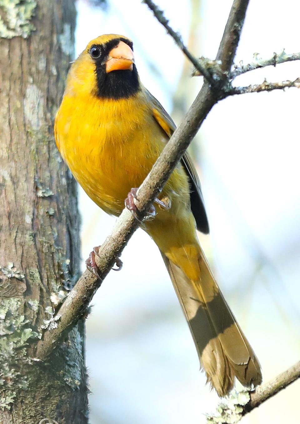 A yellow cardinal, which is thought to occur because of a rare one in a million mutation, rests on a branch in a wooded area on the University of Florida campus, in Gainesville, March 4, 2022.